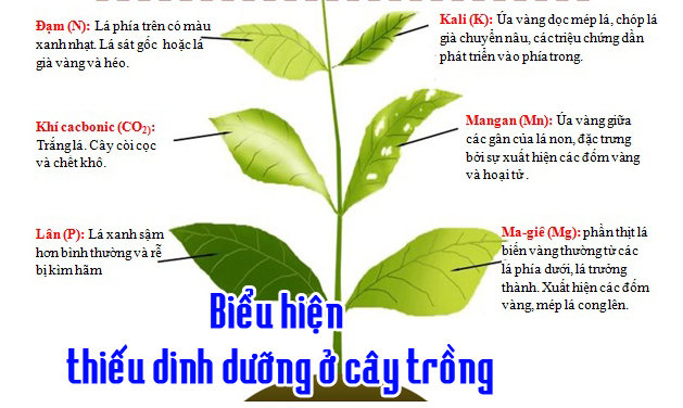 CÁC CHẤT DINH DƯỠNG TRONG ĐỜI SỐNG CÂY TRỒNG